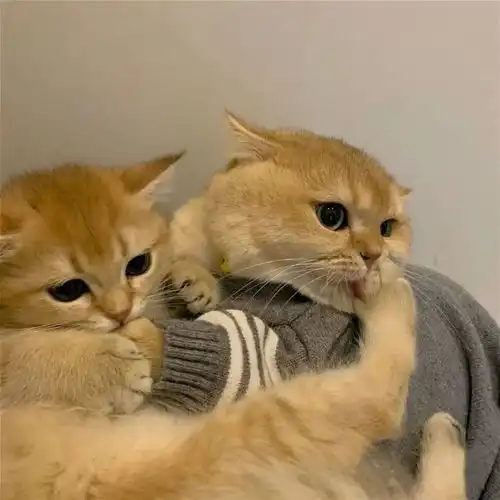 情头可爱猫咪情侣头像
