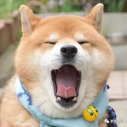 柴犬为什么眯着眼睛吐舌头瞎说这明明是在笑
