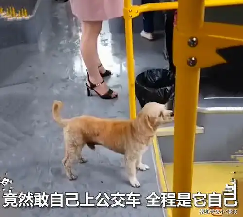 世界之大无奇不有,小狗独自乘公交还自己下了车,网友成精了

