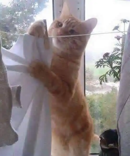 全世界最小的猫科动物,你们知道它叫什么吗
