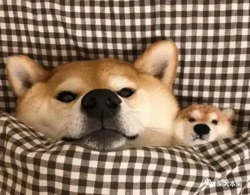 本以为养了一只柴犬,却是一只猫的性格猫咪
