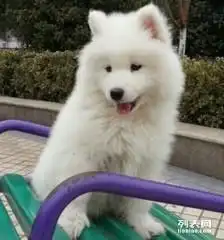 萨摩耶小天使,雪白可爱肥嘟嘟,保证健康可送用品
