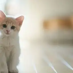 呆萌可爱小动物微信头像大全2018最新好玩可爱的小猫咪
