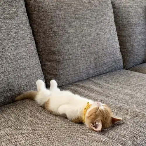 可爱萌宠猫咪36兜图
